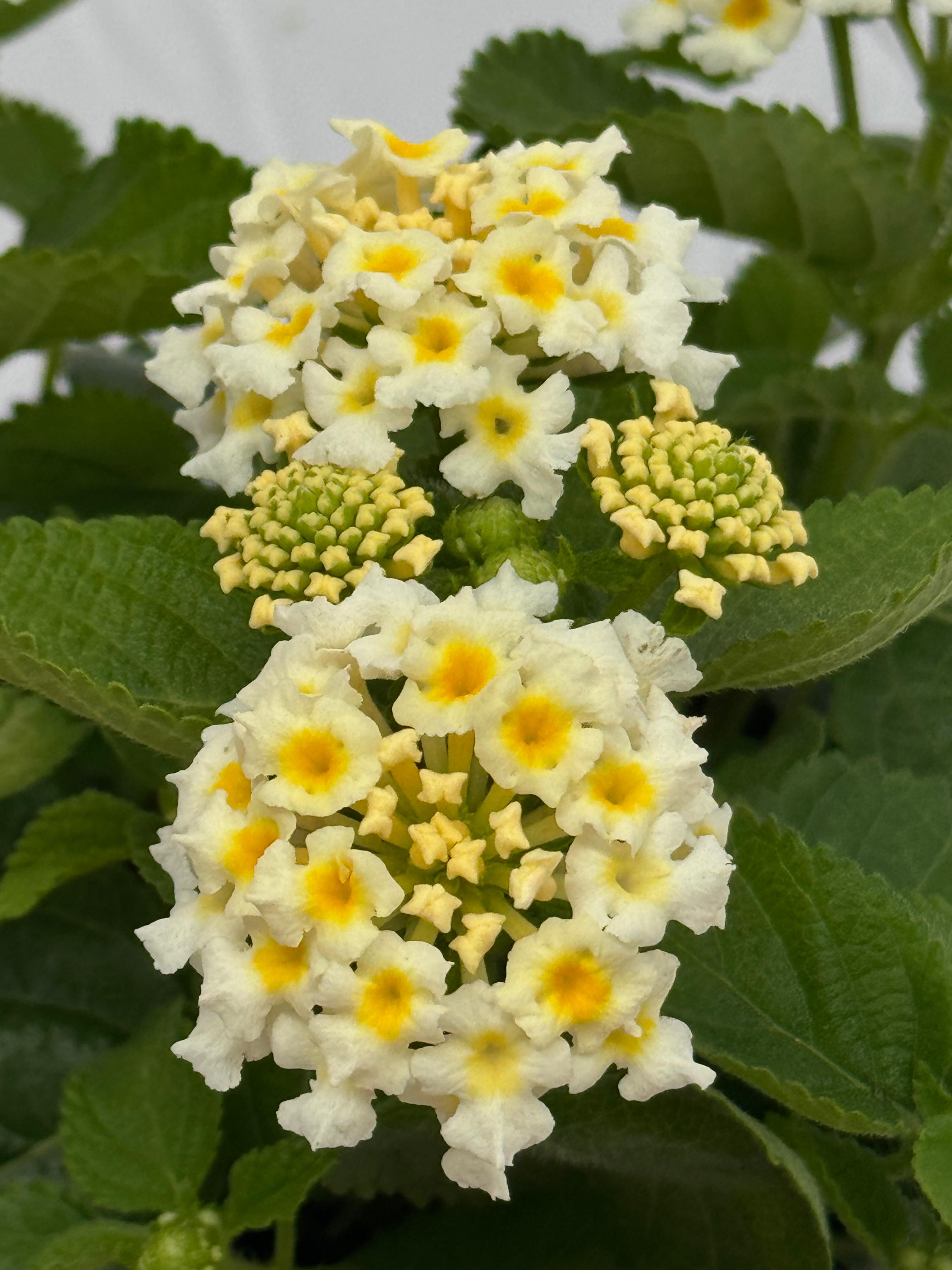 Lantana