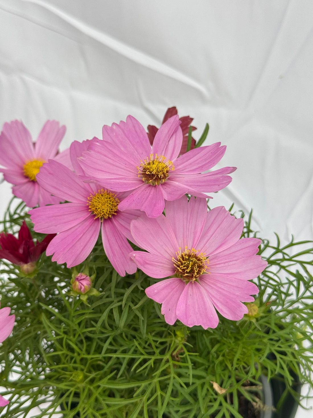 Cosmos
