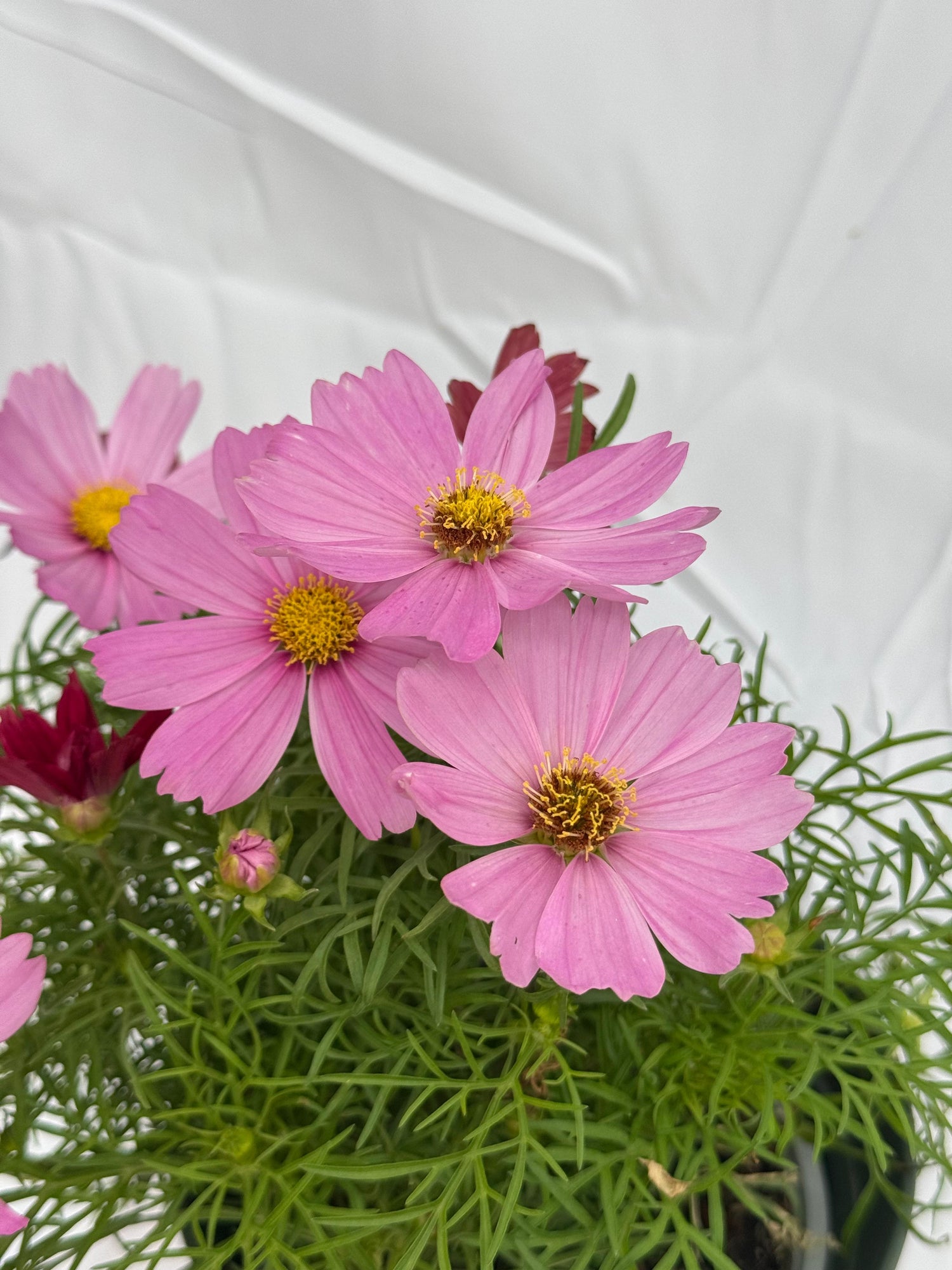 Cosmos