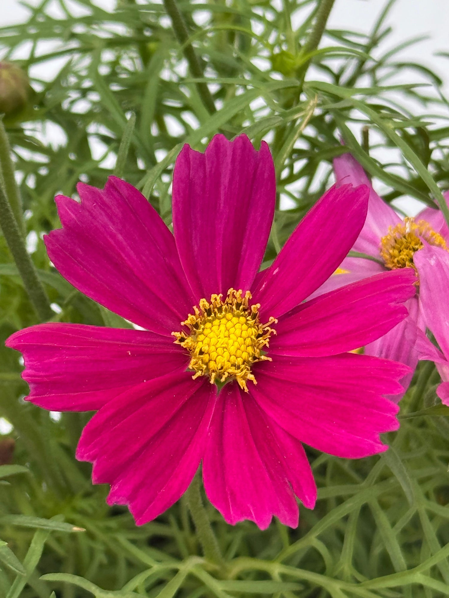 Cosmos