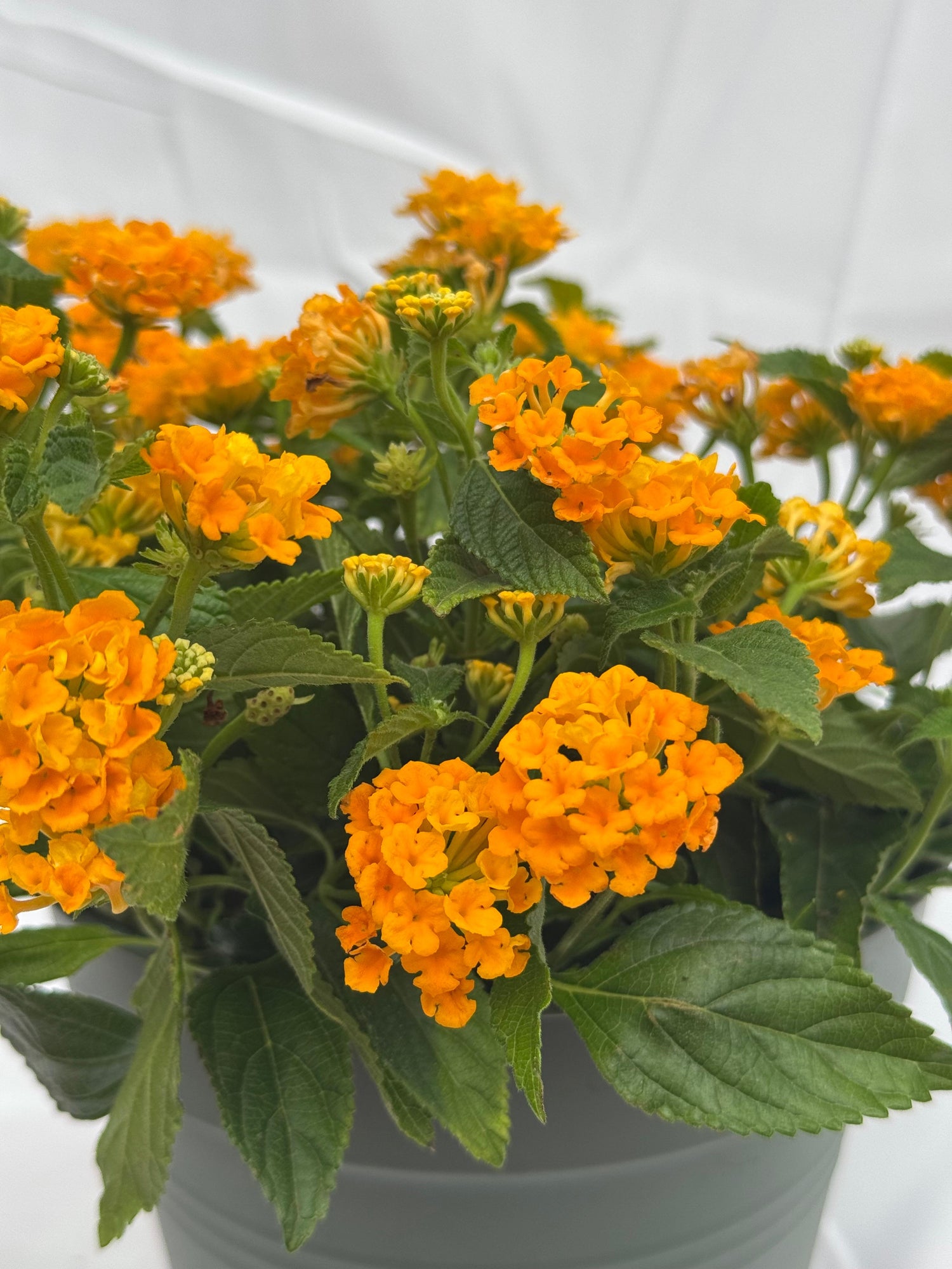 Lantana