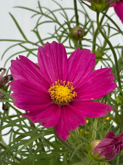 Cosmos