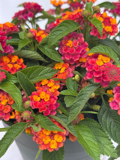 Lantana