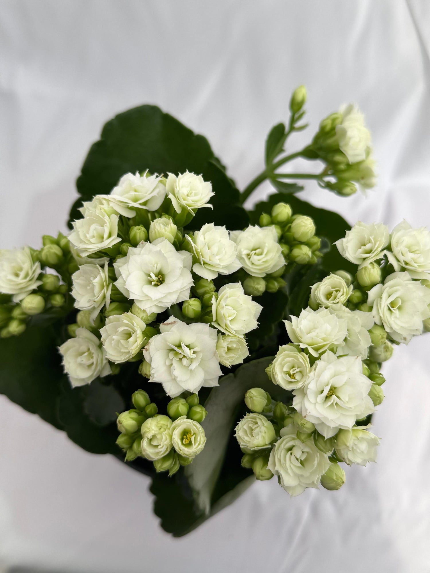 Kalanchoe