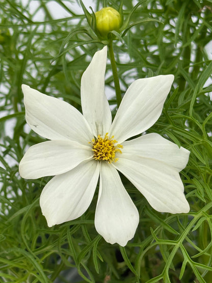 Cosmos